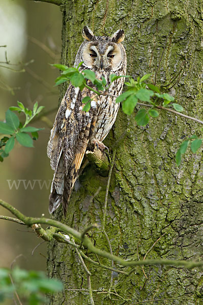 Waldohreule (Asio otus)