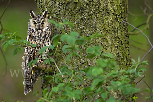 Waldohreule (Asio otus)