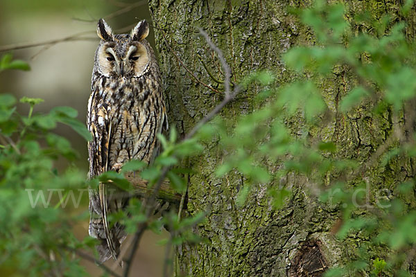 Waldohreule (Asio otus)