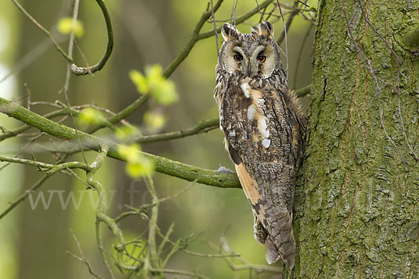 Waldohreule (Asio otus)