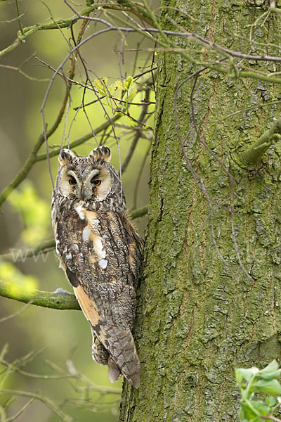 Waldohreule (Asio otus)