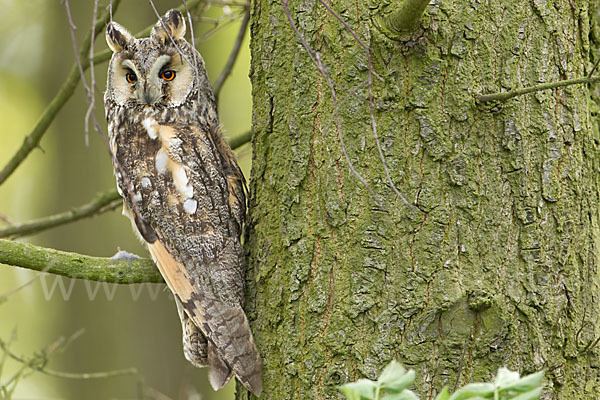 Waldohreule (Asio otus)