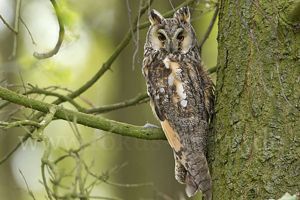 Waldohreule (Asio otus)