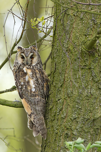 Waldohreule (Asio otus)