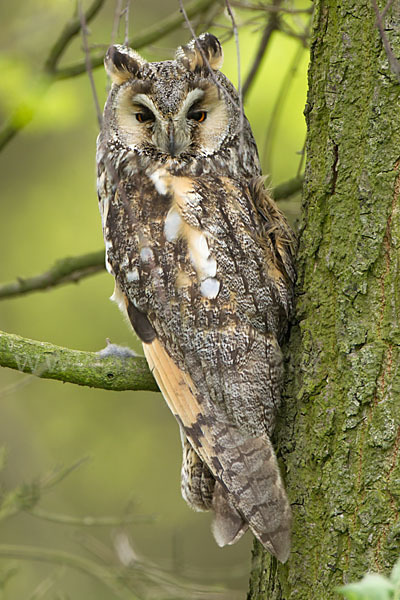 Waldohreule (Asio otus)