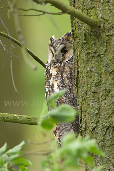 Waldohreule (Asio otus)