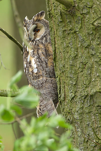 Waldohreule (Asio otus)