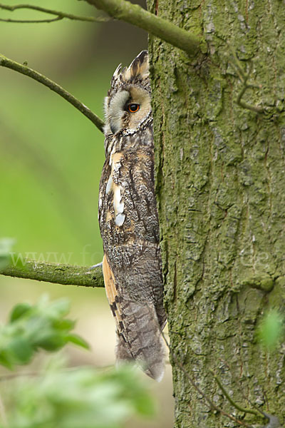 Waldohreule (Asio otus)