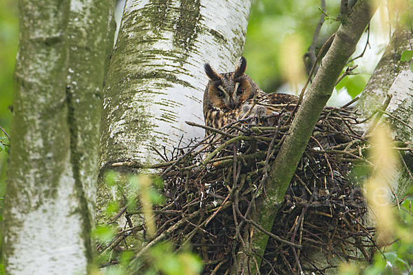 Waldohreule (Asio otus)