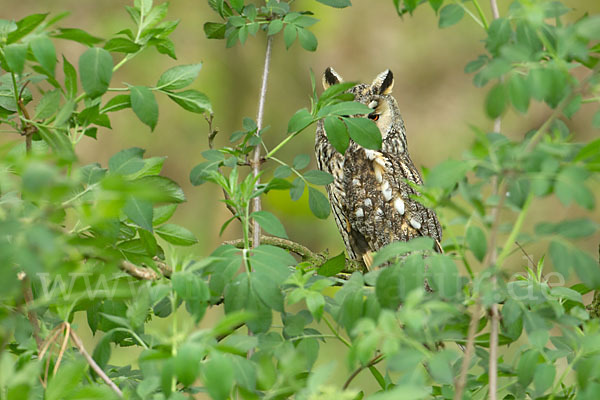 Waldohreule (Asio otus)