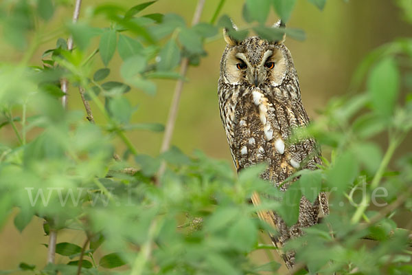 Waldohreule (Asio otus)