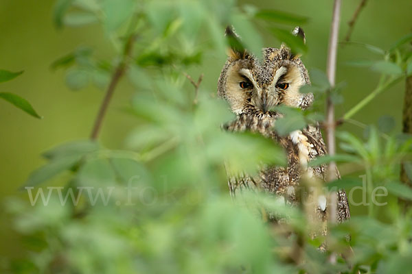 Waldohreule (Asio otus)