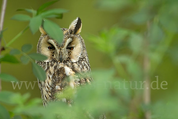 Waldohreule (Asio otus)