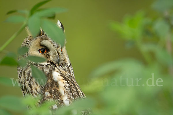 Waldohreule (Asio otus)