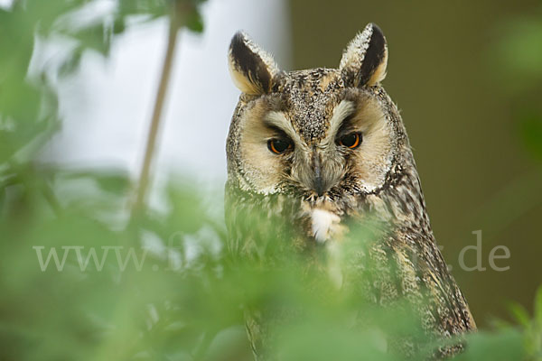 Waldohreule (Asio otus)