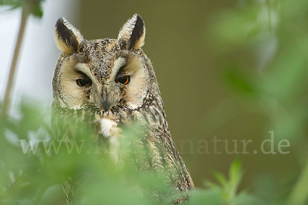 Waldohreule (Asio otus)