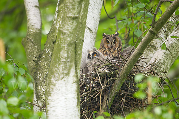 Waldohreule (Asio otus)