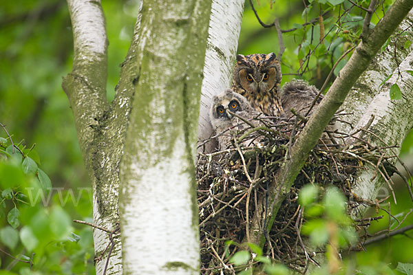 Waldohreule (Asio otus)