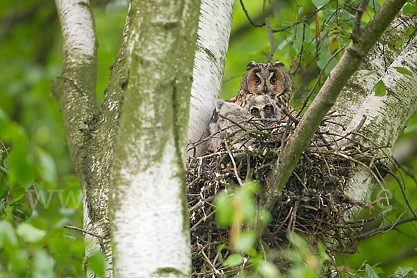 Waldohreule (Asio otus)