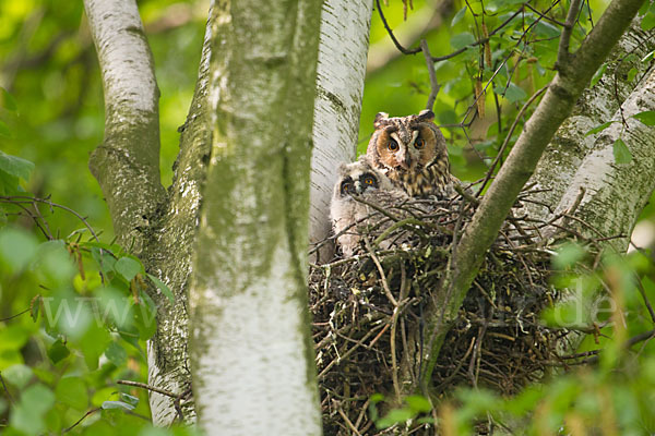 Waldohreule (Asio otus)