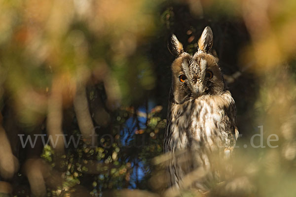 Waldohreule (Asio otus)