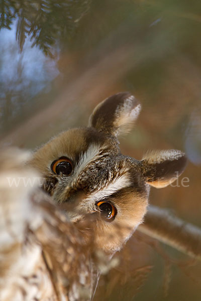 Waldohreule (Asio otus)