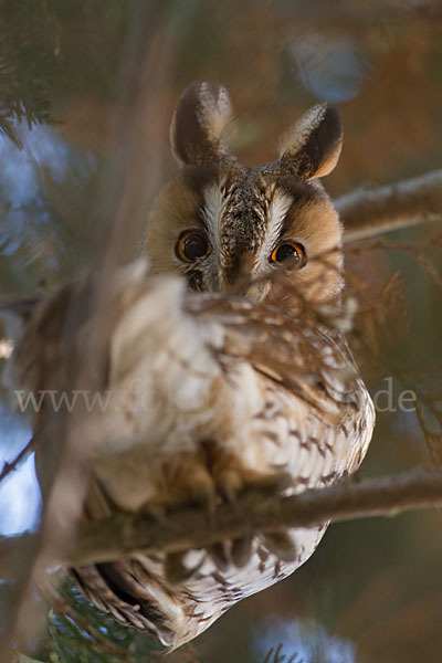 Waldohreule (Asio otus)