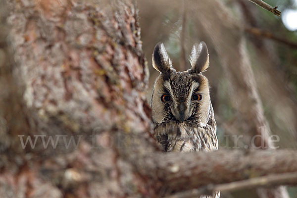 Waldohreule (Asio otus)