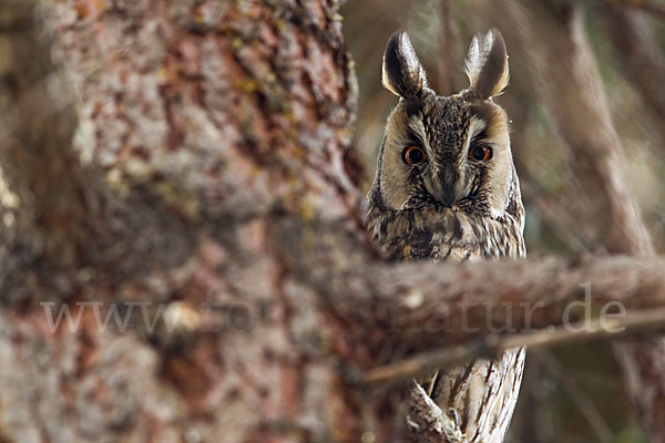 Waldohreule (Asio otus)