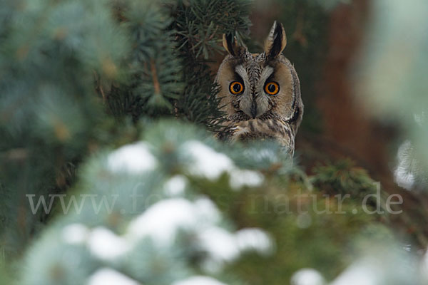 Waldohreule (Asio otus)