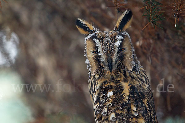 Waldohreule (Asio otus)