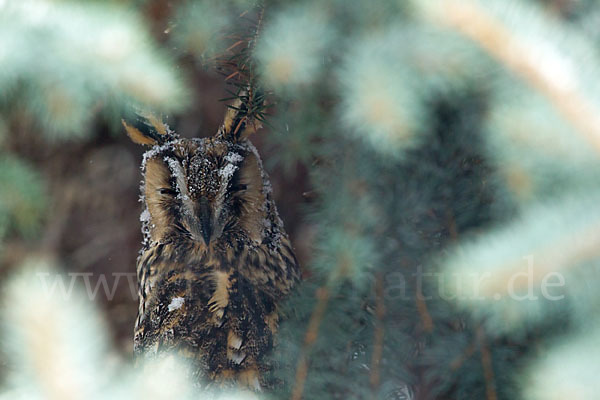 Waldohreule (Asio otus)