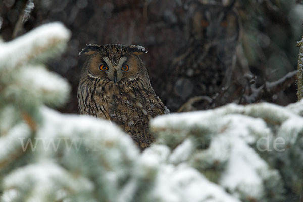 Waldohreule (Asio otus)