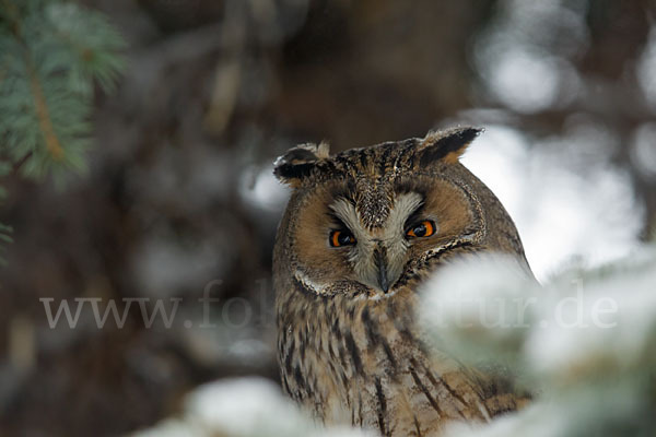 Waldohreule (Asio otus)