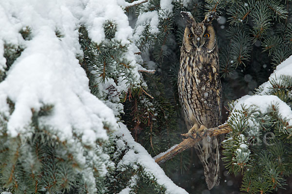 Waldohreule (Asio otus)