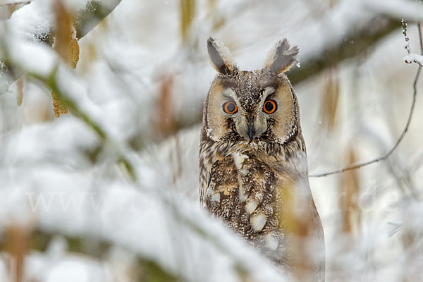 Waldohreule (Asio otus)