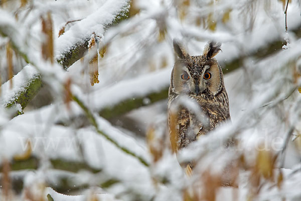 Waldohreule (Asio otus)