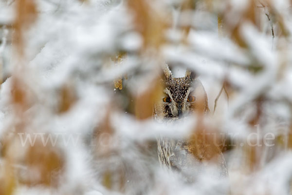 Waldohreule (Asio otus)