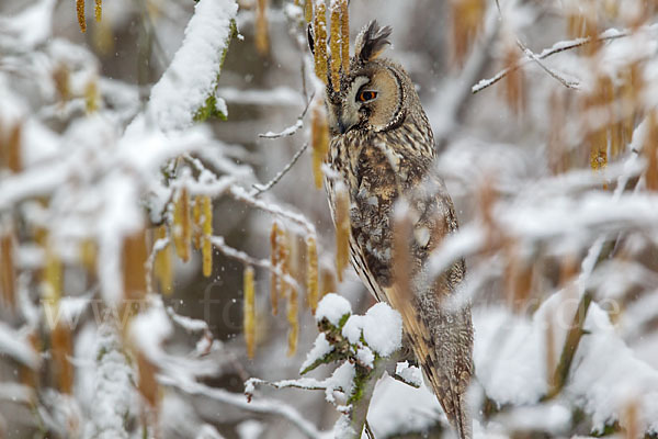 Waldohreule (Asio otus)