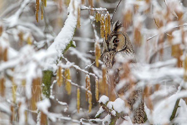 Waldohreule (Asio otus)