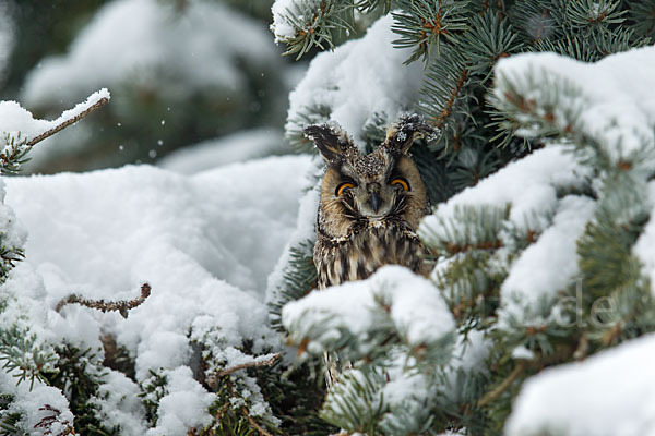 Waldohreule (Asio otus)