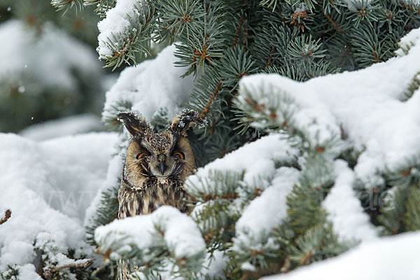 Waldohreule (Asio otus)