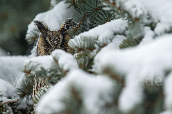 Waldohreule (Asio otus)