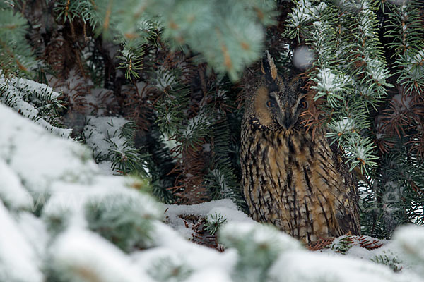 Waldohreule (Asio otus)