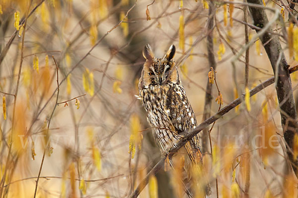 Waldohreule (Asio otus)