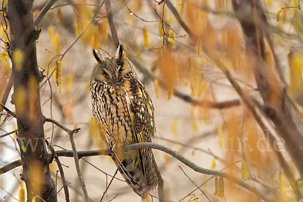 Waldohreule (Asio otus)