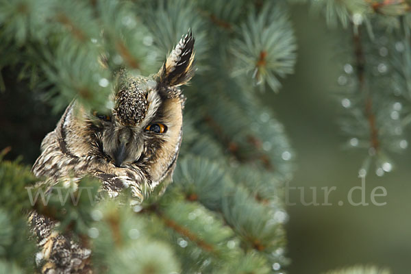 Waldohreule (Asio otus)