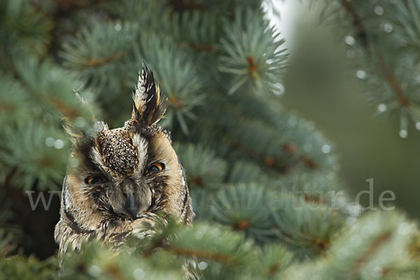 Waldohreule (Asio otus)