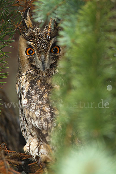 Waldohreule (Asio otus)