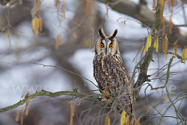 Waldohreule (Asio otus)